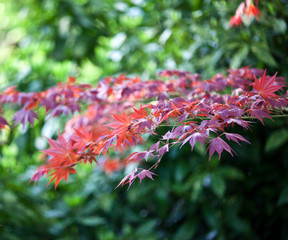Flowers and plants in a botanical garden