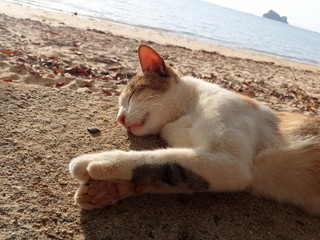 海岸でまったりするタイの野良猫