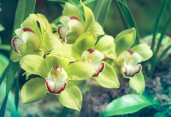 Green yellow color Cymbidium orchid blossom in botanic garden in blue tone
