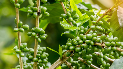 Group of green Arabica coffee berries growing on tree branch