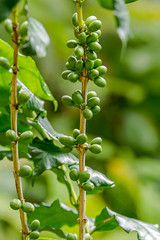 Group of green Arabica coffee berries growing on tree branch
