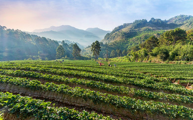 Fototapeta na wymiar High hill strawberry farmland growing by hill tribes northern of Thailand