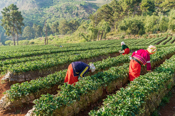 Hill tribes of Asia women harvest strawberries in farmland northern of Thailand