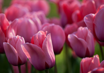Fototapeta premium Flowers and plants in a botanical garden