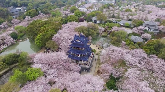 Cherry blossoms forest photographed by UAV, at Wuxi.