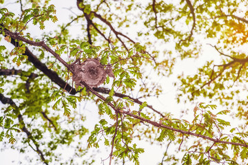 Old paper wasp nest in an oak tree