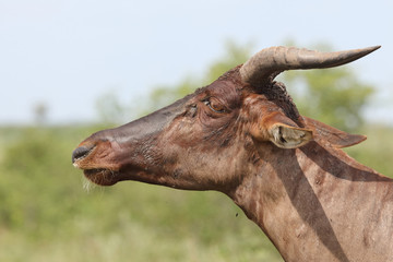 Leierantilope oder Halbmondantilope / Common Tsessebe / Damaliscus lunatus