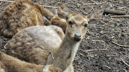 deer in the park looking at you