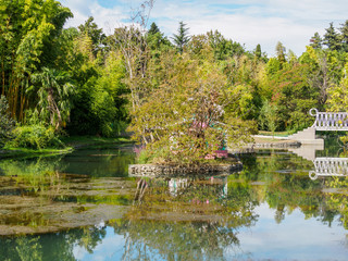Fototapeta premium A pond with trees on the shores. Reflection of blue sky with clouds in water. Black swan swims in a pond in a city park.