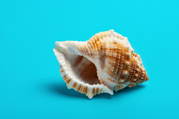 conch shell on a blue background