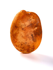 fresh raw potato with little bit mud stands on white background