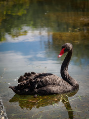 Obraz premium A black swan with a red beak is swimming in a pond. Cygnus atratus