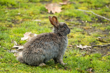 one cute grey rabbit sitting on the grass after rain in the park