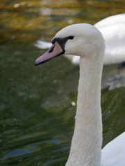 The neck and head of a white swan. Cygnus olor