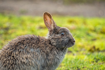 close-up portrait of a cute grey rabbit sitting on the green grass field after rain in the park with its eye staring at you