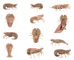 Obraz premium Set of Stomatopods isolated on white background with clipping path , dry specimen animal marine .