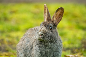 Fototapeta premium close-up portrait of a cute grey rabbit sitting on the green grass field after rain in the park with its eye staring at you