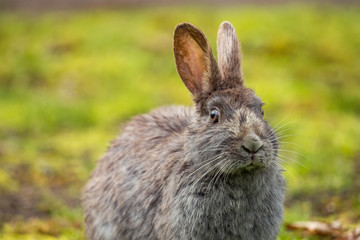 Naklejka na ściany i meble close-up portrait of a cute grey rabbit sitting on the green grass field after rain in the park with its eye staring at you
