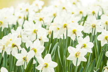 dense white daffodils flowers in the field inside park