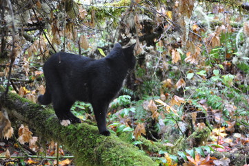 Cat on Branch