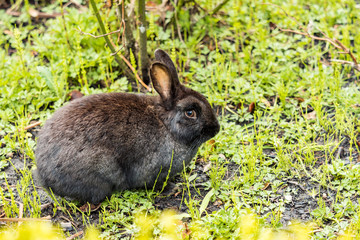 one fat black rabbit resting on the green grass field in the park