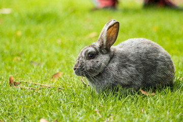 cute grey rabbit having its meal on fresh green grass field in the shade