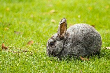cute grey rabbit having its meal on fresh green grass field in the shade