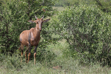 Leierantilope oder Halbmondantilope / Common Tsessebe / Damaliscus lunatus