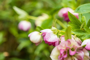 beautiful pink flowers blooming in the garden with blurry fresh green background
