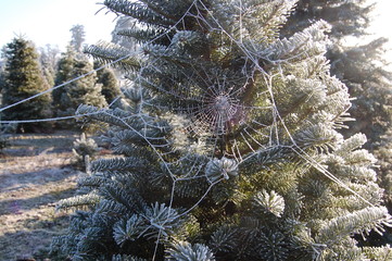 Frosty Spiderweb in Winter