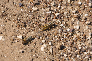 Grasshopper Pair