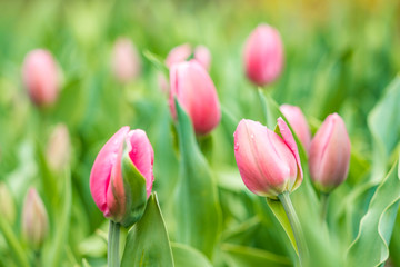 pink tulip flower field in the park with green bushes background