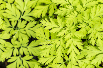 dense green leaves texture background from above