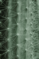 Textura de un cáctus
