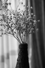 estas son diferentes tipos de flores y hojas, fotos tomadas en distintos lugares y jardines aqui podemos observar diferentes tipos,colores ,texturas y tamaños .           