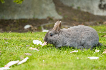 cute grey rabbit eating pink flower petal spreading on the green grass field while staring at you