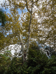 Maple with yellow leaves against a blue cloudy sky.
