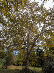 Maple with yellow leaves against a blue cloudy sky.