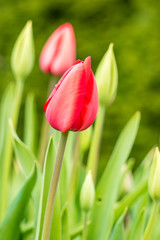 beautiful red tulip flower buds in the garden with blurry green background