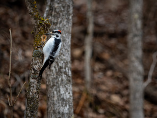 Woodpecker on Tree