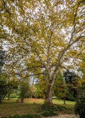 Maple with yellow leaves against a blue cloudy sky.