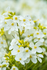 close up of bunch beautiful white flowers in the garden under the shade