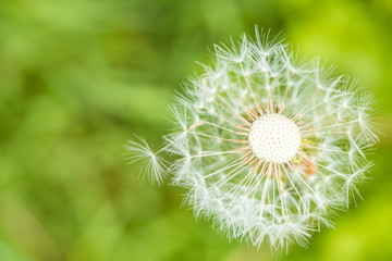close up top view of single white dandelion flower with creamy green background in the shade