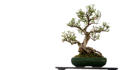 Bonsai trees in pots that cut the background into a white background