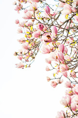 beautiful pink magnolia flowers blooming on branches with bright background in high key shot