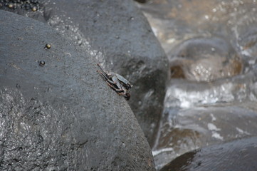 Crab on Rock