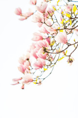 beautiful pink magnolia flowers blooming on branches with bright background in high key shot