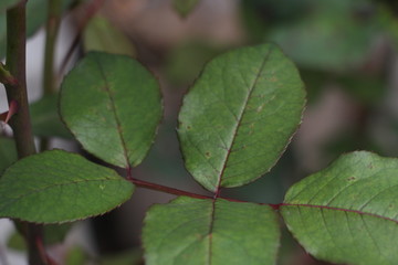 estas son diferentes tipos de flores y hojas, fotos tomadas en distintos lugares y jardines aqui podemos observar diferentes tipos,colores ,texturas y tamaños .           