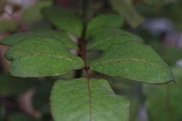 estas son diferentes tipos de flores y hojas, fotos tomadas en distintos lugares y jardines aqui podemos observar diferentes tipos,colores ,texturas y tamaños .           