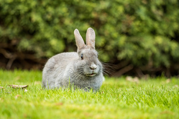 cute grey rabbit sitting on green grass field chewing a grass in its mouth while looking at you